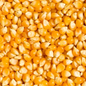 Corn